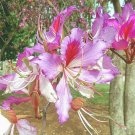 Store 10 Geranium Orchid Tree Flower Seeds Bauhinia Purpurea FastGrowing Medicinal Fast Ship