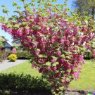 Store 10 Red Flowering Currant Shrub Seeds Ribes Sanguineum Ornamental Hedge Bush Fast Ship
