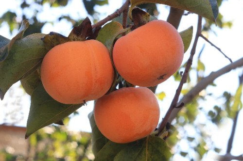 Store 10 Date Plum Persimmon Flowering Fruit Tree Seeds Diospyros Lotus Fast Ship