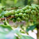 Store 10 Dwarf Arabica Coffee Plant Seeds Coffea Catura Indoor Coffee Bean Tree Fast Ship