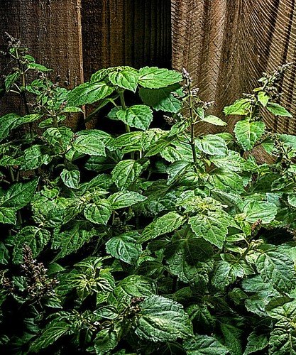 Store 30 Patchouli Seeds Pogostemon Cablin Herb Plant Fragrance Oil Source Fast Ship