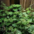 Store 30 Patchouli Seeds Pogostemon Cablin Herb Plant Fragrance Oil Source Fast Ship Store 30 Patchouli Seeds Pogostemon Cablin Herb Plant Fragrance Oil Source Fast Ship