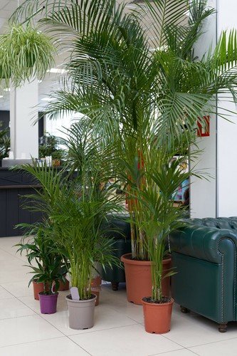 Store 15 Indoor Palm Tree Seeds Chamaedorea Parlour Parlor Palm Pot Tropical Plant Fast Ship