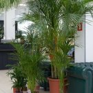 Store 15 Indoor Palm Tree Seeds Chamaedorea Parlour Parlor Palm Pot Tropical Plant Fast Ship Store 15 Indoor Palm Tree Seeds Chamaedorea Parlour Parlor Palm Pot Tropical Plant Fast Ship