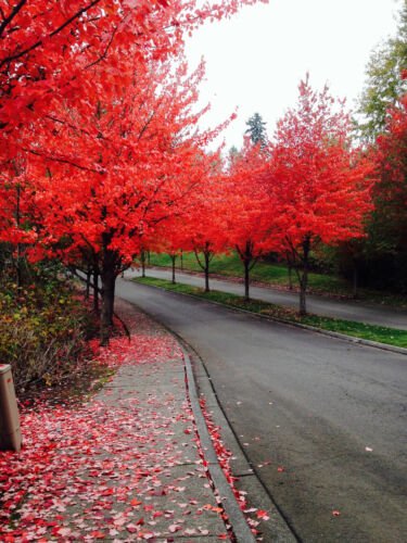Store 40 Fast Growing Tree Seeds Red Maple Acer Rubrum Fast Ship