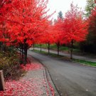 Store 40 Fast Growing Tree Seeds Red Maple Acer Rubrum Fast Ship