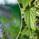 Store 100 Medicinal Skullcap Herb Seeds Scutellaria Lateriflora Mad Dog  Fast Ship