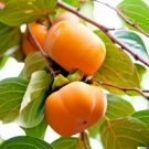 Store 5 Japanese Persimmon Seeds Diospyros Kaki Edible Fruit Tree Fast Ship