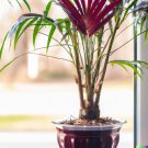 Store 5 Red Crownshaft Palm Seeds Areca Vestiaria Red Exotic Plant Indoor Outdoor Fast Ship