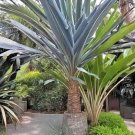Store 15 Blue Dracaena Seeds Cordyline Indivisa 'Lil' Palm Evergreen W/ Blue Hue Fast Ship