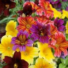 Store 500 Ez Annual Flower Seed Mix Salpiglosis Grandiflora Bulk Paisley Flowers Fast Ship