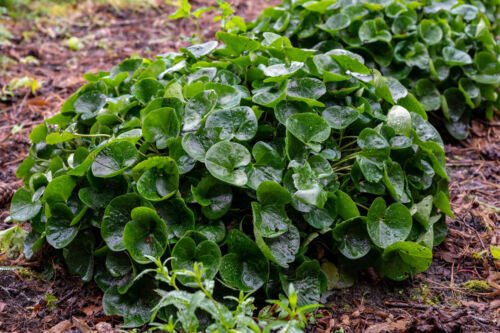 Store 10 Wild Ginger Seeds Asarum Canadense Use Ground Cover & Spice Fast Ship