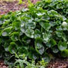 Store 10 Wild Ginger Seeds Asarum Canadense Use Ground Cover & Spice Fast Ship