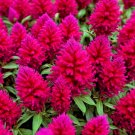 Store 150 Celosia Seeds Magenta Fire Cockscomb Flowers Fast Ship