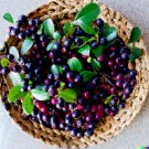 Store 100 Salal Berry Seeds Gaultheria Shallon Edible Fruits Evergreen Shrub Bush Fast Ship