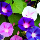 Store 100 Morning Glory Vine Seed Mixed Colors Heirloom NonGmo Ipomea Flower Mix Fast Ship