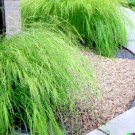 Store 1000 Weeping Lovegrass Seeds Ornamental Grass Eragrostis Curvala Bulk Fast Ship