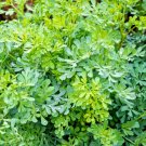 Store 100 Common Rue Medicinal Herb Seeds Garden Rue Ruta Graveolensp Fast Ship