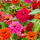 Store 500 Giant Dahlia Flower Seeds California Giants Annual Mix Zinnia Elegans Fast Ship