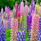 Store 100 Dwarf Lupine Seeds Lupinus Hartwegii Pixie Delight Mix Annual Flowers Fast Ship