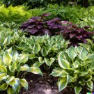 Store 50 Hosta Seeds Mix A Variety Of Mixed Colors And Species  Fast Ship
