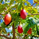 Store 20 Tamarillo Seeds Tomato Tree Cyphomandra Betacea Fast Growing Fast Ship