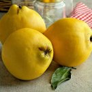 Store 20 Common Quince Cydonia Oblonga Fruit Tree Seeds Sweet Edible Fruits Fast Ship