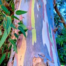 Store 40 Rainbow Eucalyptus E. Deglupta Gum Tree Seeds Fast Ship Store 40 Rainbow Eucalyptus E. Deglupta Gum Tree Seeds Fast Ship