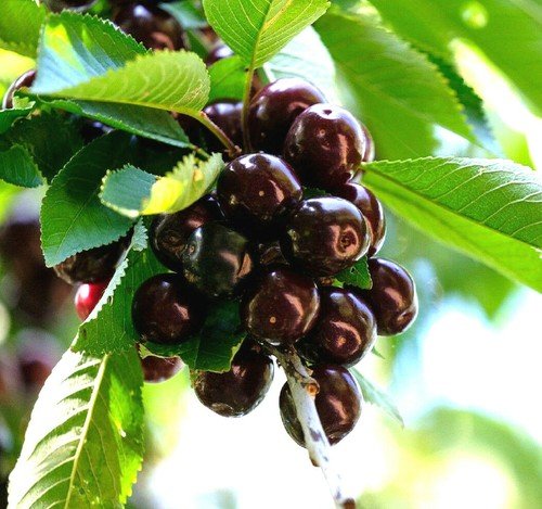 Store 20 Black Cherry Seeds Sweet Edible Fruit Native Tree Prunus Serotina Fast Ship