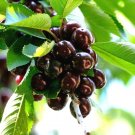 Store 20 Black Cherry Seeds Sweet Edible Fruit Native Tree Prunus Serotina Fast Ship