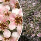 Store 100 Manuka Tea Tree Seeds Medicinal Honey & Tea Shrub Pink Flowers Fast Ship
