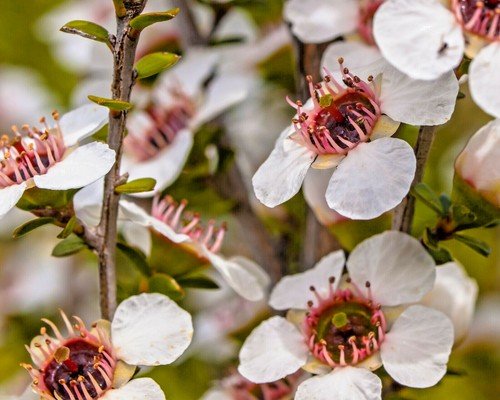 Store 100 Manuka Tea Tree Seeds Medicinal Tea Bush Honey New Zealand  Fast Ship