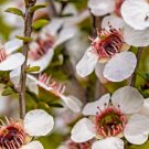 Store 100 Manuka Tea Tree Seeds Medicinal Tea Bush Honey New Zealand  Fast Ship