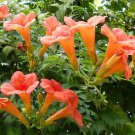 Store 100 Flower Vine Seeds Perennial Trumpet Creeper Campsis Radicans  Fast Ship