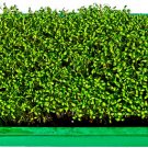 Store 1250 Bloomsdale Spinach Seeds 1/2 Oz Bulk Microgreen Sprouting Or Garden Fast Ship