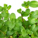 Store 400 Peppermint Seeds Mentha Mint G NonGmo Heirloom Perennial Herb Fast Ship
