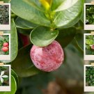 Store 10 Natal Plum Seeds Edible Fruit Bush Shrub Carissa Grandiflora  Fast Ship