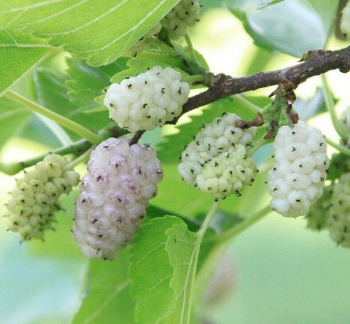Store 50 White Mulberry Tree Seeds Sweet Edible Fruit Fast Ship
