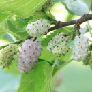 Store 50 White Mulberry Tree Seeds Sweet Edible Fruit Fast Ship