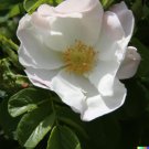 Store 30 White Rose Bush Seed Rosa Rugosa Alba Rosehip Flower Shrub Fast Ship