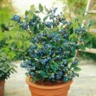 Store 100 Blueberry Seeds Dwarf Top Hat Low Bush Variety Sweet Edible Fruits Fast Ship