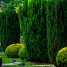 Store 50 Italian Cypress Cupressus Sempervirens Cedar Tree Seeds G Fast Ship