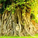 Store 80 Medicinal Ficus Religiosa Seeds Budha Peepal Sacred Fig A Meditation Tree Fast Ship