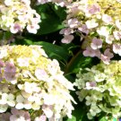 Store 50 Climbing Hydrangea Seeds Vining Flower Bush Creeping Hedge Shrub Fast Ship
