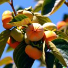 Store 5 Common Persimmon Diospyros Virginian Native Edible Fruit Tree Seeds Fast Ship