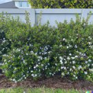 Store 20 Hedge Bush Seeds Dwarf Myrtle Myrtus Communis Fragrant White Flowering Fast Ship