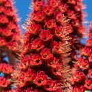 Store 50 Tower Of Jewels Red Bugloss Seeds Echium Wildpretti Tropical Deer Resistant Fast Ship