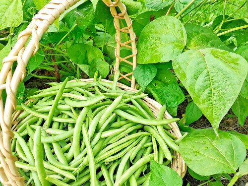 Store 100 Green Bean Seeds Bulk Jade Bush Bean For Planting Fast Ship