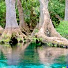 Store 5 Water Tupelo Tree Seeds Nyssa Aquatica Giant LongLiving Honey Sap Trees Fast Ship Store 5 Water Tupelo Tree Seeds Nyssa Aquatica Giant LongLiving Honey Sap Trees Fast Ship