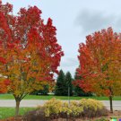 Store 30 Sugar Maple Tree Seeds Acer Saccarum Fall Color Edible Maple Syrup Source Fast Ship